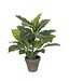 Mica Decorations Evergreen Kunstplant in Bloempot Stan - H49 x Ø40 cm - Groen