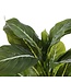 Mica Decorations Evergreen Kunstplant in Bloempot Stan - H49 x Ø40 cm - Groen