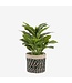 Mica Decorations Evergreen Kunstplant in Bloempot Stan - H49 x Ø40 cm - Groen