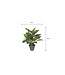 Mica Decorations Evergreen Kunstplant in Bloempot Stan - H49 x Ø40 cm - Groen