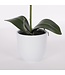 Mica Decorations Phalaenopsis Kunstplant in Bloempot Tusca - H60 x Ø16 cm - Paars
