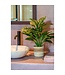 Mica Decorations Evergreen Kunstplant in Bloempot Stan - H49 x Ø40 cm - Groen