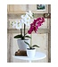 Mica Decorations Phalaenopsis Kunstplant in Bloempot Tusca - H60 x Ø16 cm - Paars