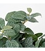Mica Decorations Fittonia Kunst Hangplant - L15 x B20 x H54 cm - Groen
