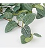 Mica Decorations Fittonia Kunst Hangplant - L15 x B20 x H54 cm - Groen