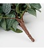 Mica Decorations Fittonia Kunst Hangplant - L15 x B20 x H54 cm - Groen