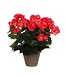 Mica Decorations Begonia Kunstplant in Bloempot Stan - H30 x Ø25 cm - Donkerroze