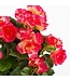 Mica Decorations Begonia Kunstplant in Bloempot Stan - H30 x Ø25 cm - Donkerroze