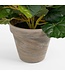 Mica Decorations Begonia Kunstplant in Bloempot Stan - H30 x Ø25 cm - Donkerroze