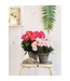 Mica Decorations Begonia Kunstplant in Bloempot Stan - H30 x Ø25 cm - Donkerroze