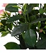 Mica Decorations Rozenstruik Kunstplant in Bloempot Stan - H33 x Ø25 cm - Roze