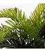 Mica Decorations Cycas Palm Kunstplant in Bloempot Stan - H37 x Ø44 cm - Groen