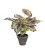 Mica Decorations Begonia Kunstplant in Bloempot Stan - H40 x Ø38 cm - Rood
