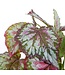 Mica Decorations Begonia Kunstplant in Bloempot Stan - H40 x Ø38 cm - Rood