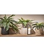Mica Decorations Cycas Palm Kunstplant in Bloempot Stan - H37 x Ø44 cm - Groen