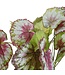 Mica Decorations Begonia Kunstplant in Bloempot Stan - H40 x Ø38 cm - Rood