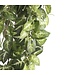 Mica Decorations Fittonia Kunst Hangplant - L15 x B30 x H80 cm - Groen