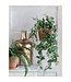 Mica Decorations Fittonia Kunst Hangplant - L15 x B30 x H80 cm - Groen