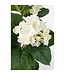 Mica Decorations Hortensia Kunstplant in Bloempot Stan - H40 x Ø35 cm - Wit