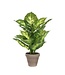 Mica Decorations Dieffenbachia Kunstplant in Bloempot Stan - H40 x Ø30 cm - Groen