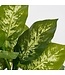 Mica Decorations Dieffenbachia Kunstplant in Bloempot Stan - H40 x Ø30 cm - Groen