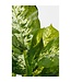 Mica Decorations Dieffenbachia Kunstplant in Bloempot Stan - H40 x Ø30 cm - Groen