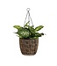Mica Decorations Dieffenbachia Kunstplant in Bloempot Stan - H40 x Ø30 cm - Groen