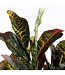 Mica Decorations Croton Kunstplant in Bloempot Stan - H73 x Ø40 cm - Bont