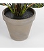 Mica Decorations Croton Kunstplant in Bloempot Stan - H73 x Ø40 cm - Bont