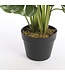 Mica Decorations Monstera Kunstplant - H60 x Ø80 cm - Groen