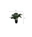 Mica Decorations Monstera Kunstplant - H60 x Ø80 cm - Groen