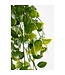 Mica Decorations Ficus Kunst Hangplant in Pot - H46 x Ø20 cm - Groen