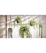 Mica Decorations Ficus Kunst Hangplant in Pot - H46 x Ø20 cm - Groen