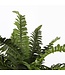 Mica Decorations Varen Kunstplant in Bloempot Stan - H40 x Ø70 cm - Groen