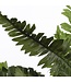 Mica Decorations Varen Kunstplant in Bloempot Stan - H40 x Ø70 cm - Groen