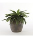 Mica Decorations Varen Kunstplant in Bloempot Stan - H40 x Ø70 cm - Groen