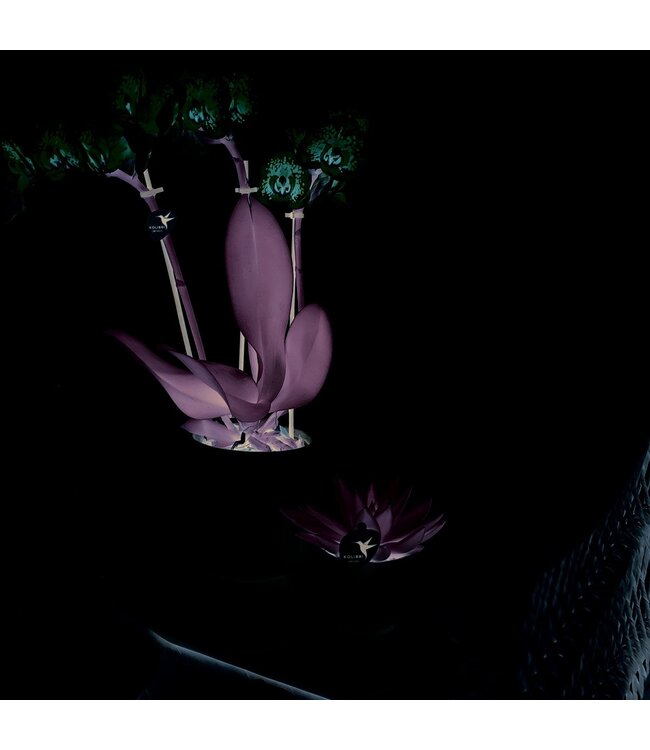 Kolibri Company Kolibri Home | Plate oval - Ovale dienblad Ø30cm - White