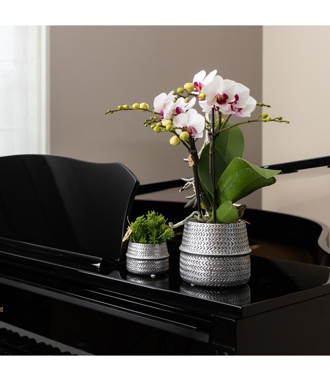 Kolibri Company Kolibri Home | Groove bloempot - Gouden keramieken sierpot - Ø6cm