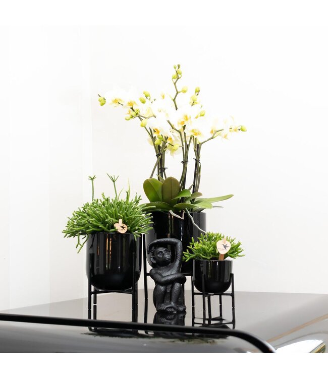 Kolibri Company Kolibri Home | Ornament - Decoratie beeld Sitting Monkey - Black