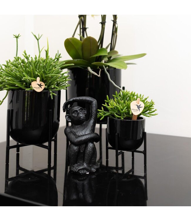Kolibri Company Kolibri Home | Ornament - Decoratie beeld Sitting Monkey - Black