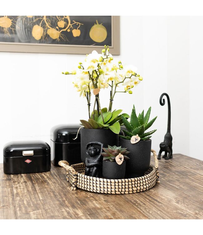 Kolibri Company Kolibri Home | Ornament - Decoratie beeld Sitting Monkey - Black