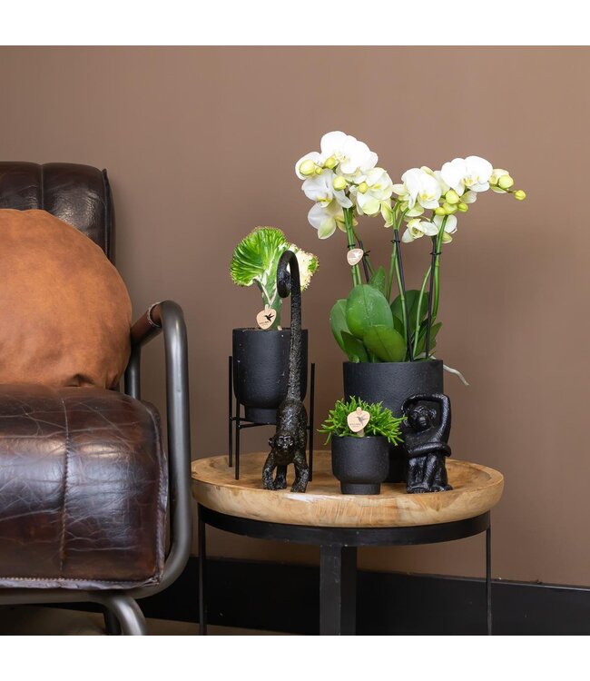 Kolibri Company Kolibri Home | Ornament - Decoratie beeld Sitting Monkey - Black