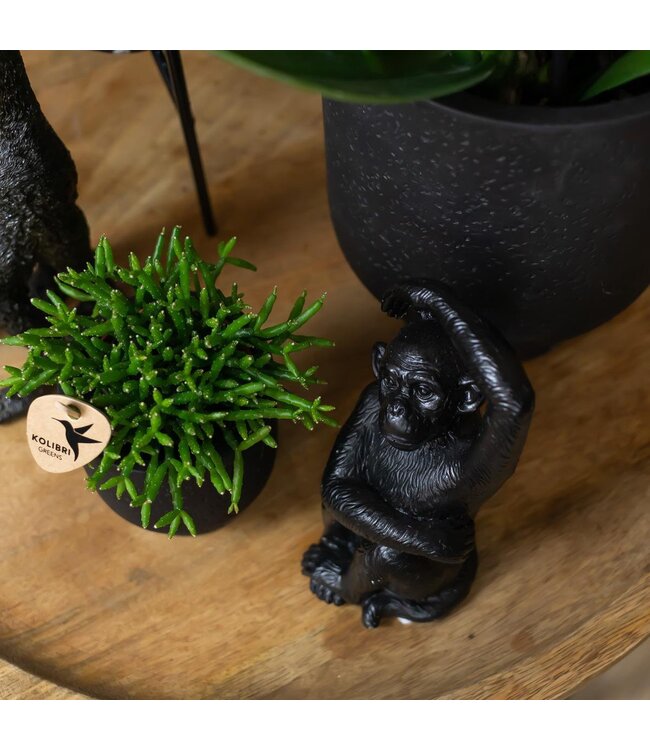 Kolibri Company Kolibri Home | Ornament - Decoratie beeld Sitting Monkey - Black