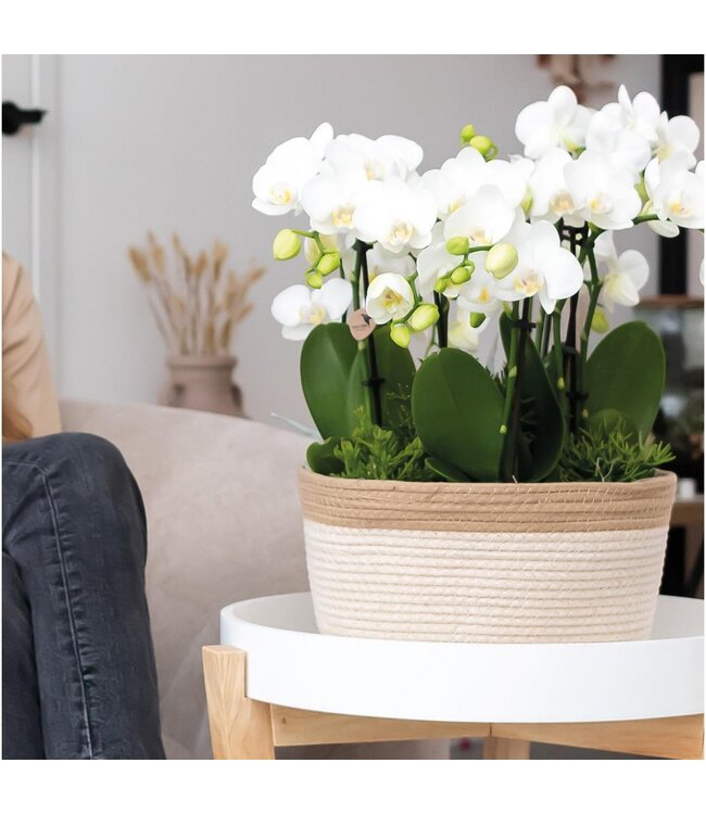 Kolibri Company Kolibri Home | Cotton Basket dish wit - Cotton gevlochten schaal met wit detail - potmaat Ø30cm