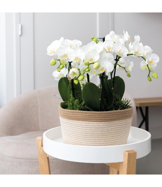 Kolibri Company Kolibri Home | Cotton Basket dish wit - Cotton gevlochten schaal met wit detail - potmaat Ø30cm