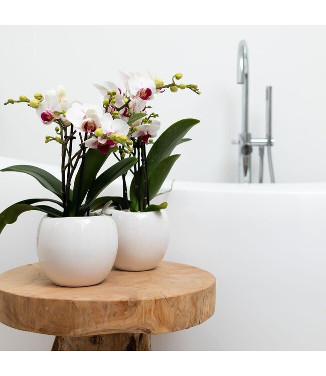 Kolibri Company Kolibri Home | Bowl bloempot - Witte keramieken sierpot - potmaat Ø9cm