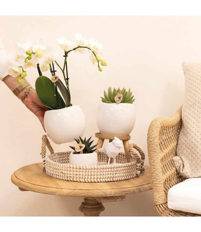 Kolibri Company Kolibri Home | Bowl bloempot - Witte keramieken sierpot - potmaat Ø9cm