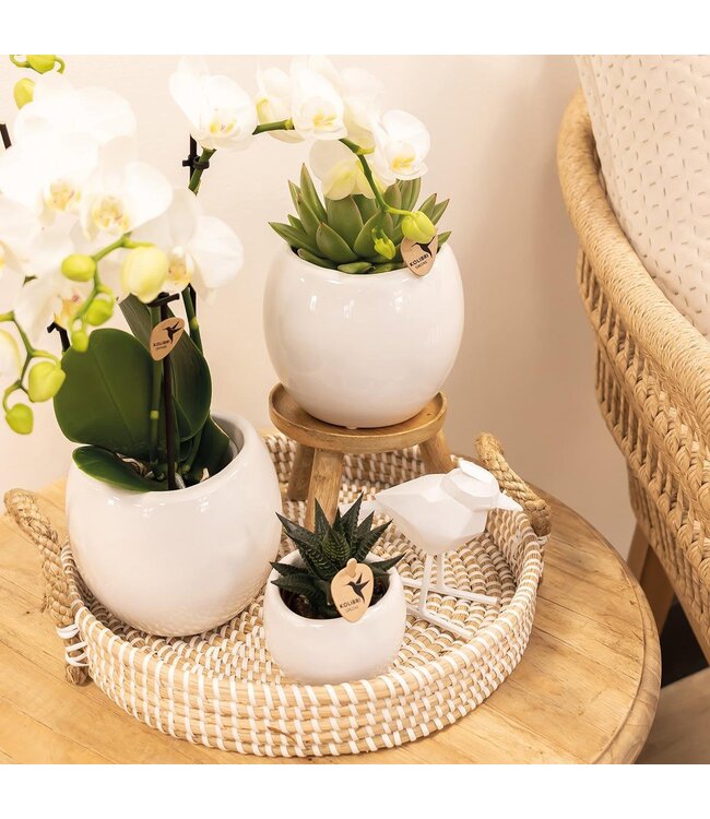 Kolibri Company Kolibri Home | Bowl bloempot - Witte keramieken sierpot - potmaat Ø9cm