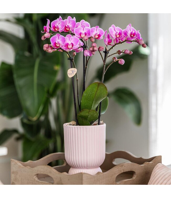 Kolibri Company Kolibri Home | Diabolo pot pink - Ø6cm