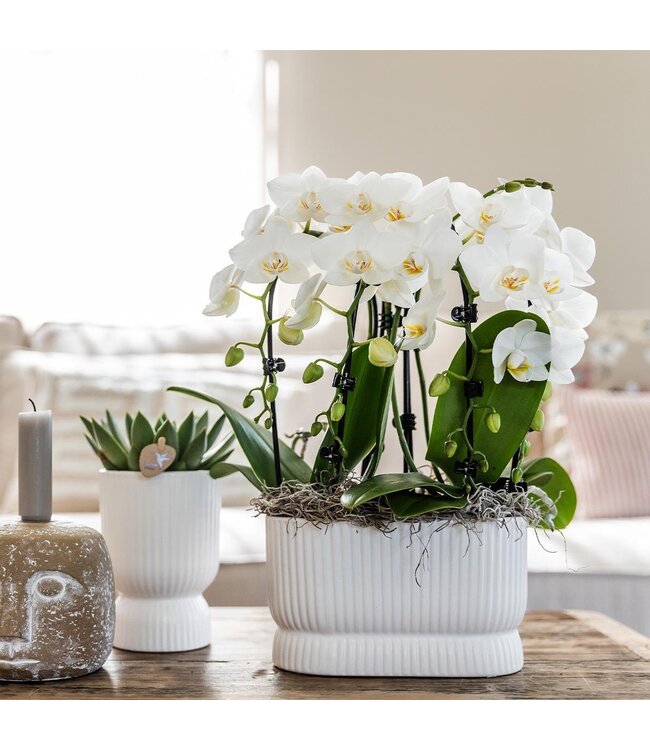 Kolibri Company Kolibri Home | Diabolo pot white - Ø12cm